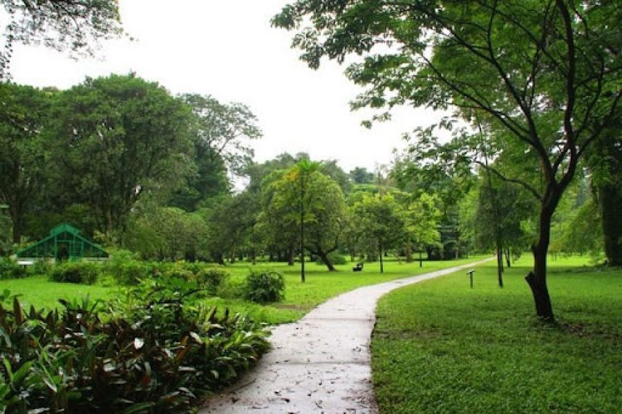  jardin botanique de Limbe