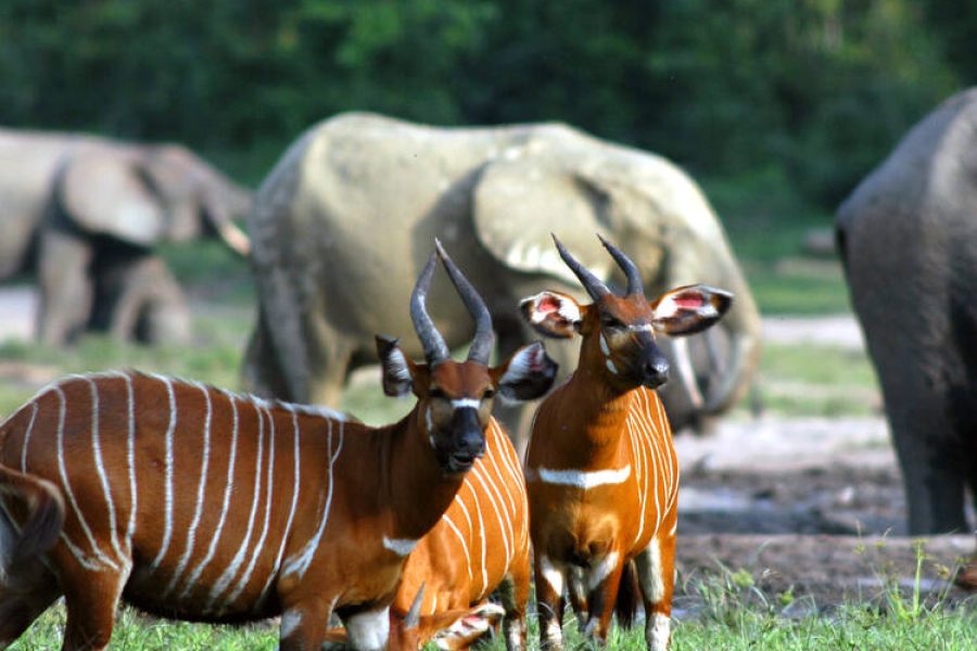 Parc national de Lobéké